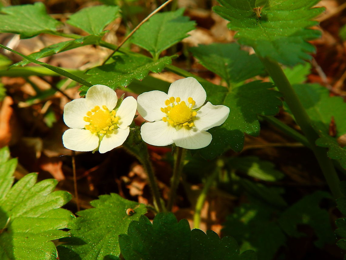 Woodland strawberry - Fragaria vesca Plombi&egrave;res, April 2016.  Belgium,Fragaria vesca,Geotagged,Spring,Woodland strawberry