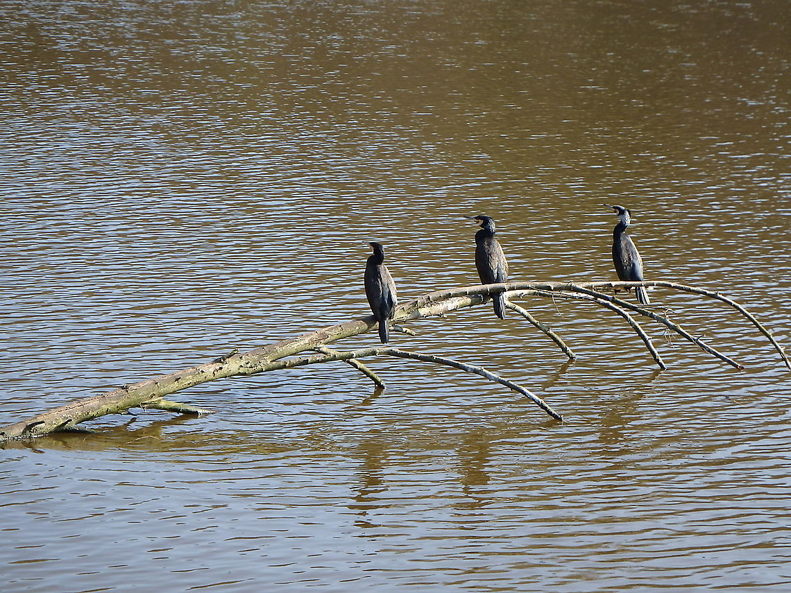 Great Cormorant - Phalacrocorax carbo Common visitors in our Zoete Waters lakes. These were seen in March, 2016. Belgium,Geotagged,Great Cormorant,Phalacrocorax carbo,Winter