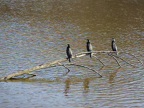 Great Cormorant - Phalacrocorax carbo Common visitors in our Zoete Waters lakes. These were seen in March, 2016. Belgium,Geotagged,Great Cormorant,Phalacrocorax carbo,Winter