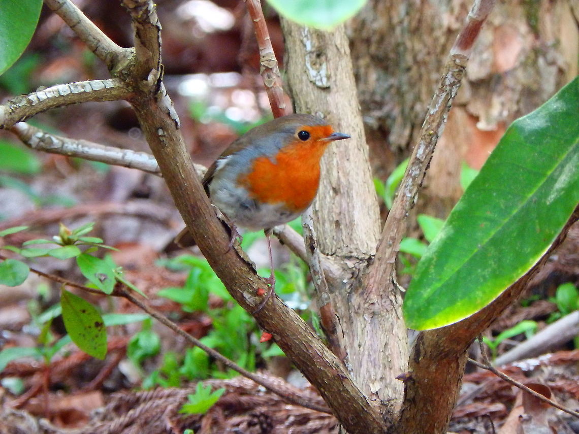 European robin - Erithacus rubecula I love to hear their song in our woods!<br />
Heverleebos, March 2016. Belgium,Erithacus rubecula,European robin,Geotagged,Spring