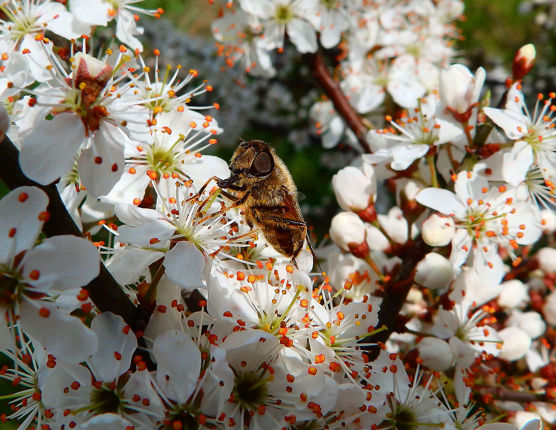 European Hoverfly - Eristalis pertinax Natuurreservaat Grootbroek, March 2016.  Belgium,Eristalis pertinax,Geotagged,Winter