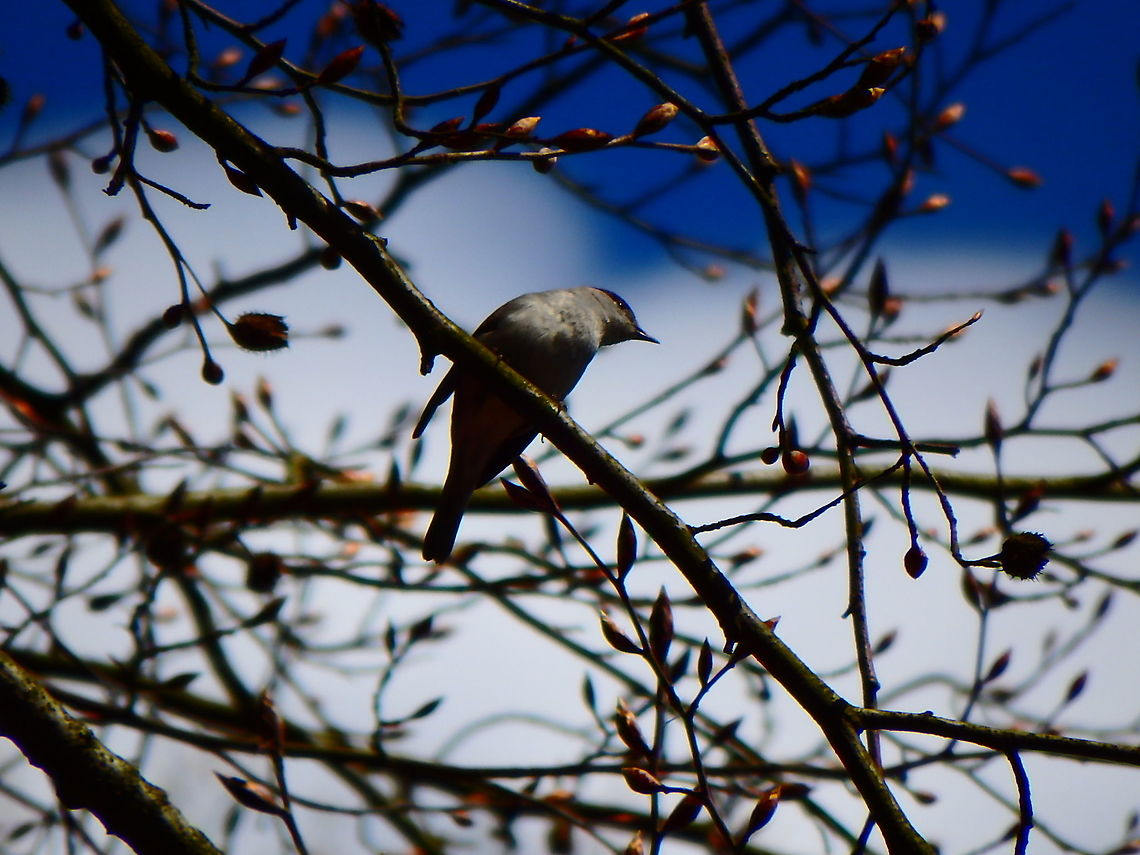 Blackcap - Sylvia atricapilla For this bird my ID is 100% by song, appearance and location. They are common in our area.<br />
This one was seen in Heverleebos in April, 2016.<br />
I have other pics where you can see its black head but I am not posting them unless asked because they are of lower quality. Belgium,Blackcap,Geotagged,Spring,Sylvia atricapilla