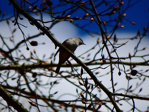 Blackcap - Sylvia atricapilla For this bird my ID is 100% by song, appearance and location. They are common in our area.
This one was seen in Heverleebos in April, 2016.
I have other pics where you can see its black head but I am not posting them unless asked because they are of lower quality. Belgium,Blackcap,Geotagged,Spring,Sylvia atricapilla
