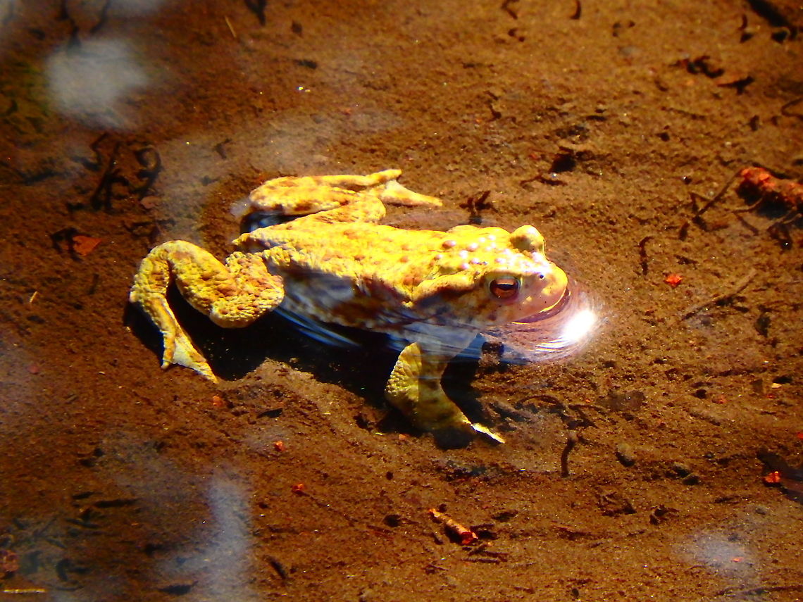 Common toad - Bufo bufo Heverleebos in April, 2016. Belgium,Bufo bufo,Common toad,Geotagged,Spring