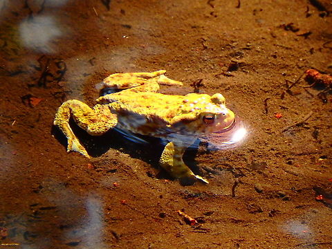Common toad - Bufo bufo Heverleebos in April, 2016. Belgium,Bufo bufo,Common toad,Geotagged,Spring