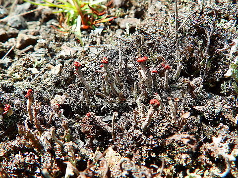 Devil's Matchsticks - Cladonia floerkeana Plombi&egrave;res, April 2016.  Belgium,Cladonia floerkeana,Devil's Matchsticks,Geotagged,Spring