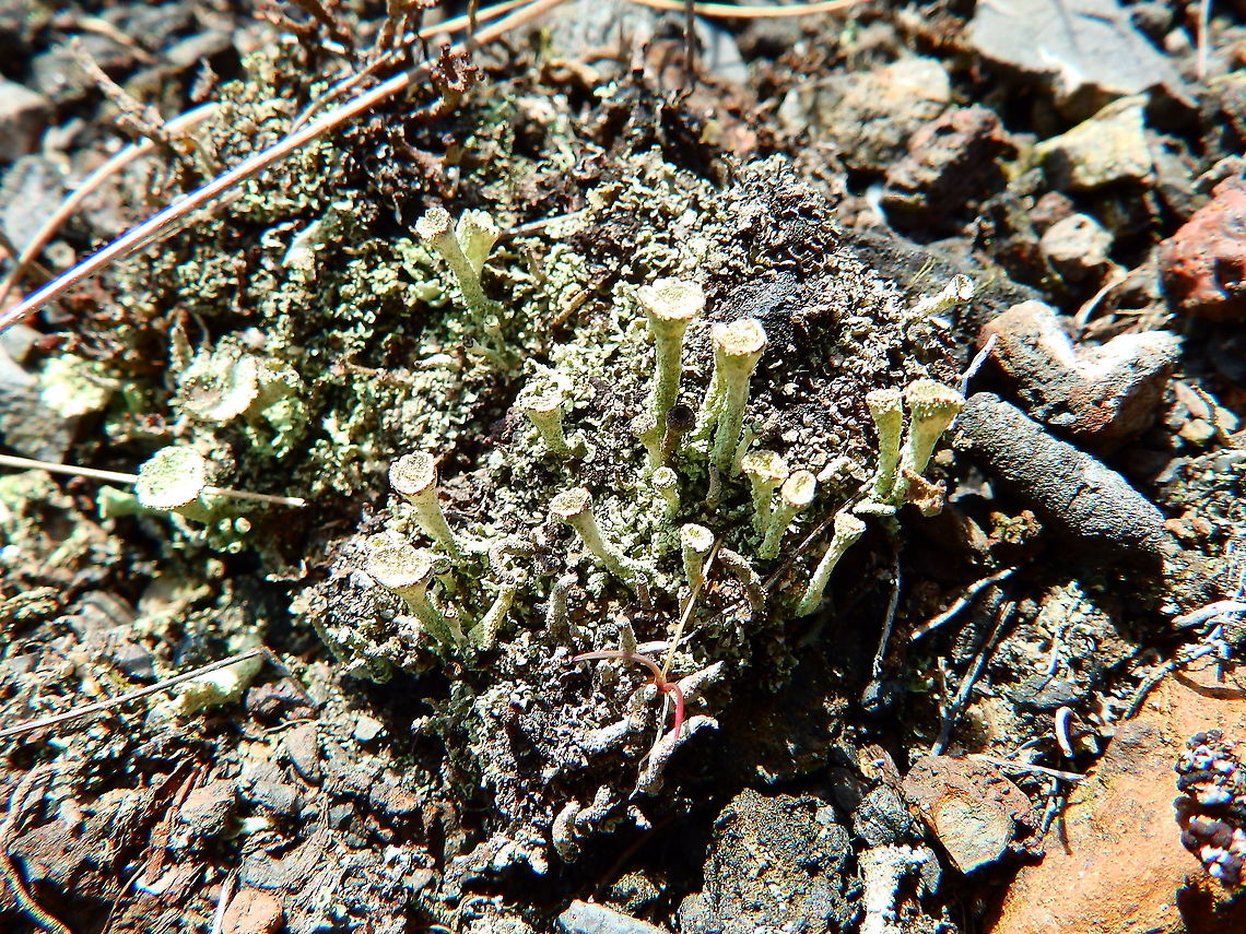 Cladonia possibly grayi Plombi&egrave;res, April 2016.  Belgium,Cladonia,Cladonia grayi,Geotagged,Spring