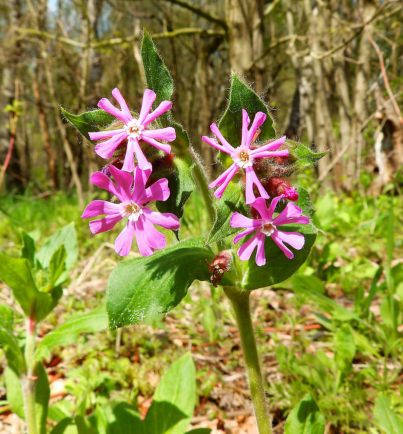 Red Campion - Silene dioica Plombi&egrave;res, April 2016.  Belgium,Geotagged,Red Campion,Silene dioica,Spring