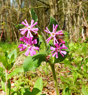 Red Campion - Silene dioica Plombi&egrave;res, April 2016.  Belgium,Geotagged,Red Campion,Silene dioica,Spring
