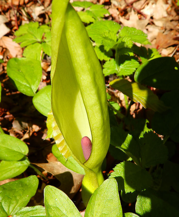 Arum maculatum Zoete Waters, April 2016. Arum maculatum,Arum maculatum L.,Belgium,Geotagged,Spring