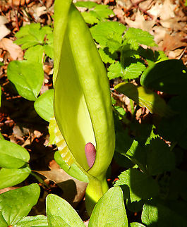 Arum maculatum Zoete Waters, April 2016. Arum maculatum,Arum maculatum L.,Belgium,Geotagged,Spring