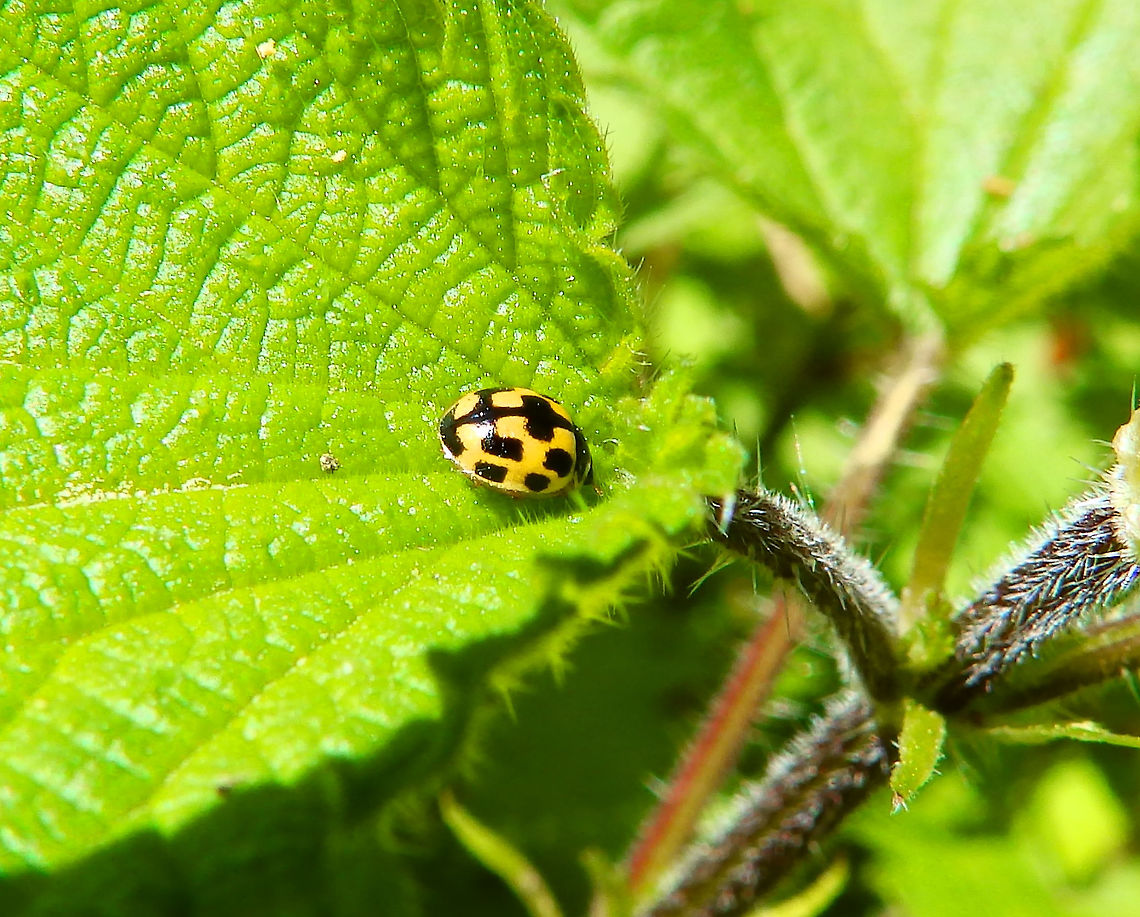 Fourteen spotted Ladybird - Propylea quatuordecimpunctata Zoete Waters, April 2016. Belgium,Fourteen spotted Ladybird,Geotagged,Propylea quatuordecimpunctata,Spring