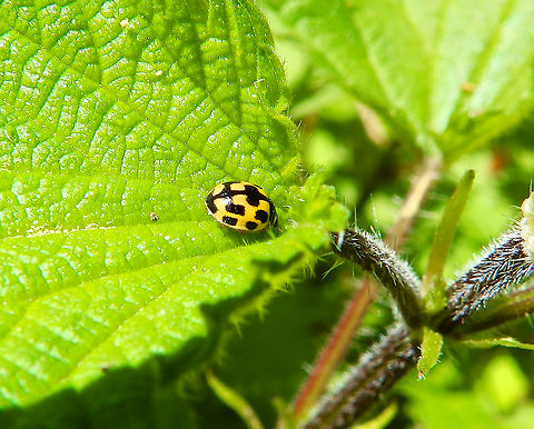 Fourteen spotted Ladybird - Propylea quatuordecimpunctata Zoete Waters, April 2016. Belgium,Fourteen spotted Ladybird,Geotagged,Propylea quatuordecimpunctata,Spring