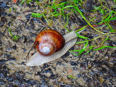 Helix pomatia Meerdaelbos, June 2016. Belgium,Geotagged,Helix pomatia,Spring