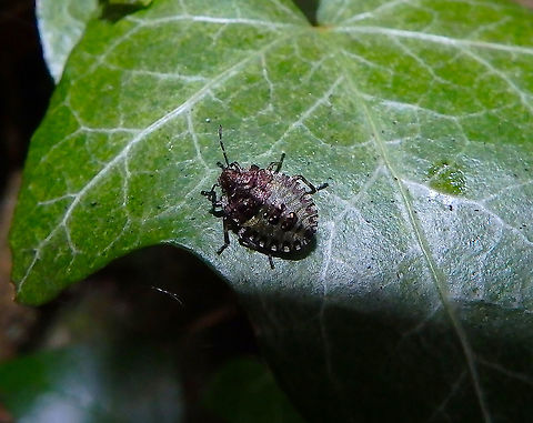 Forest bug - Pentatoma rufipes nymph Fondry des Chiens, June 2016. Belgium,Forest bug,Geotagged,Pentatoma rufipes,Spring