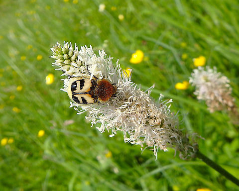 French Flower Chafer - Trichius gallicus gallicus Fondry des Chiens, June 2016.  Belgium,French Flower Chafer,Geotagged,Spring,Trichius gallicus