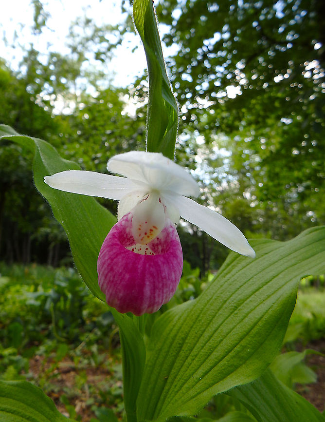 Showy Lady's Slipper - Cypripedium reginae Jardin d&#039;O, park in Nismes. June 2016. Belgium,Cypripedium reginae,Geotagged,Showy Lady's Slipper,Spring