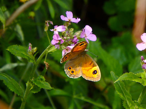 Large Wall Brown - Lasiommata maera Fondry des Chiens, June 2016.  Belgium,Geotagged,Large Wall Brown,Lasiommata maera,Spring