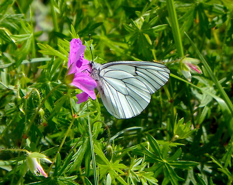 Black-veined white - Aporia crataegi Fondry des Chiens, June 2016.  Aporia crataegi,Belgium,Black-veined white,Geotagged,Spring