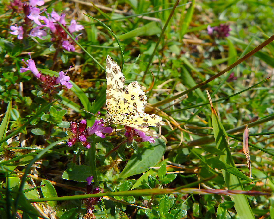 Pseudopanthera macularia Fondry des Chiens, June 2016.  Belgium,Geotagged,Pseudopanthera macularia,Spring