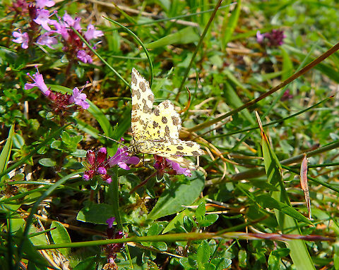 Pseudopanthera macularia Fondry des Chiens, June 2016.  Belgium,Geotagged,Pseudopanthera macularia,Spring