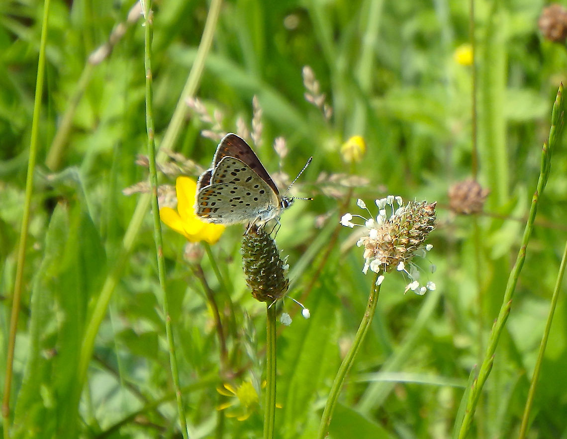 Sooty Copper - Lycaena tityrus (wings closed) Fondry des Chiens, June 2016.  Belgium,Geotagged,Lycaena tityrus,Spring