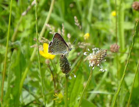 Sooty Copper - Lycaena tityrus (wings closed) Fondry des Chiens, June 2016.  Belgium,Geotagged,Lycaena tityrus,Spring