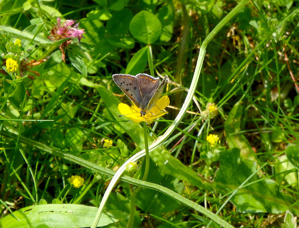 Sooty Copper - Lycaena tityrus (opened wings) Fondry des Chiens, June 2016.  Lycaena tityrus