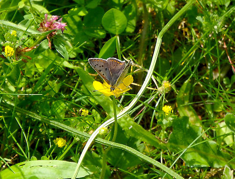 Sooty Copper - Lycaena tityrus (opened wings) Fondry des Chiens, June 2016.  Lycaena tityrus