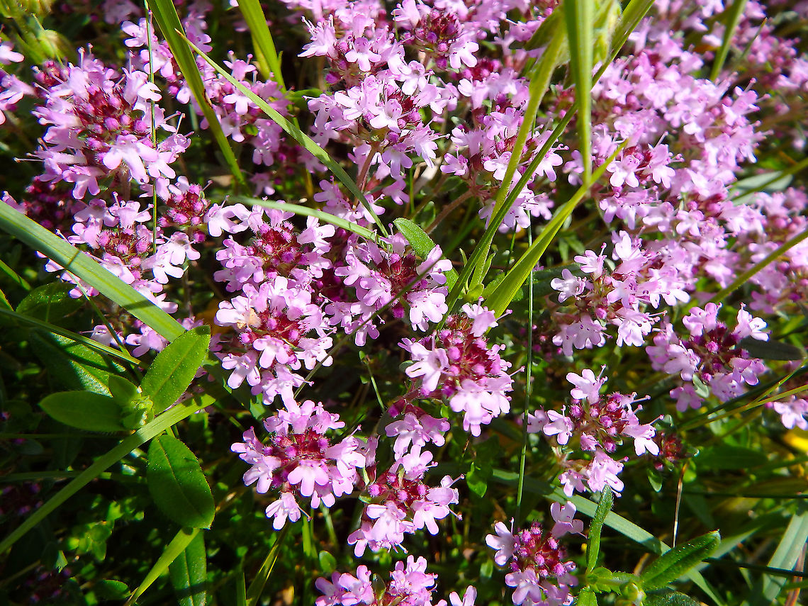 ,Breckland Thyme - Thymus serpyllum Fondry des Chiens, June 2016.  Belgium,Breckland Thyme,Geotagged,Spring,Thymus serpyllum