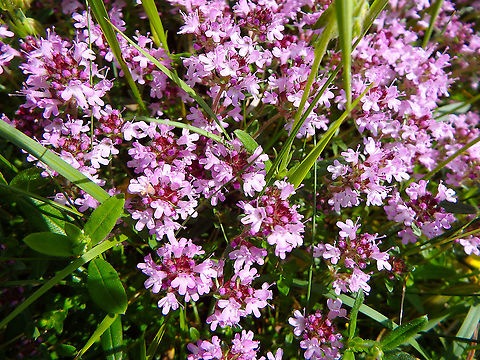 ,Breckland Thyme - Thymus serpyllum Fondry des Chiens, June 2016.  Belgium,Breckland Thyme,Geotagged,Spring,Thymus serpyllum