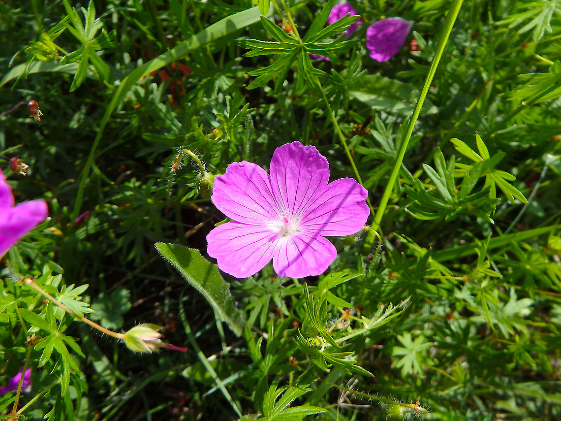 Bloody geranium - Geranium sanguineum Fondry des Chiens, June 2016. <br />
<a href="https://observations.be/locations/179145/photos/?species=6832&amp;date_after=1995-07-02&amp;date_before=2018-05-05" rel="nofollow">https://observations.be/locations/179145/photos/?species=6832&amp;date_after=1995-07-02&amp;date_before=2018-05-05</a> Belgium,Bloody geranium,Geotagged,Geranium sanguineum,Spring