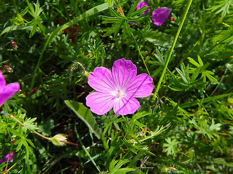 Bloody geranium - Geranium sanguineum Fondry des Chiens, June 2016. 
https://observations.be/locations/179145/photos/?species=6832&date_after=1995-07-02&date_before=2018-05-05 Belgium,Bloody geranium,Geotagged,Geranium sanguineum,Spring