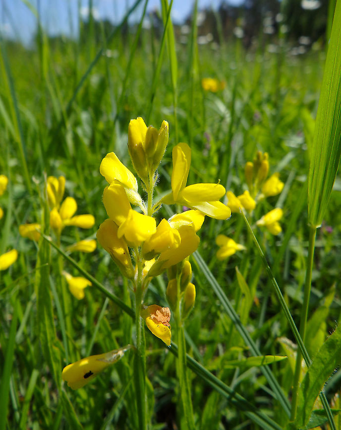 Arrow-jointed broom - Genista sagittalis Fondry des Chiens, June 2016. <br />
<a href="https://observations.be/locations/179145/photos/?species=70096&amp;date_after=1998-06-05&amp;date_before=2021-06-29" rel="nofollow">https://observations.be/locations/179145/photos/?species=70096&amp;date_after=1998-06-05&amp;date_before=2021-06-29</a> Belgium,Genista sagittalis,Geotagged,Spring