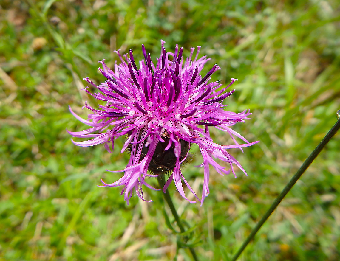 Greater knapweed -Centaurea_scabiosa Fondry des Chiens, June 2016. <br />
<a href="https://observations.be/locations/179145/photos/?species=2425&amp;date_after=1996-07-07&amp;date_before=2021-10-27" rel="nofollow">https://observations.be/locations/179145/photos/?species=2425&amp;date_after=1996-07-07&amp;date_before=2021-10-27</a> Belgium,Centaurea scabiosa,Geotagged,Greater Knapweed,Spring