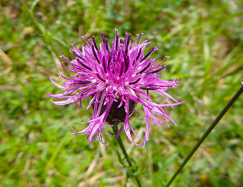 Greater knapweed -Centaurea_scabiosa Fondry des Chiens, June 2016. 
https://observations.be/locations/179145/photos/?species=2425&date_after=1996-07-07&date_before=2021-10-27 Belgium,Centaurea scabiosa,Geotagged,Greater Knapweed,Spring