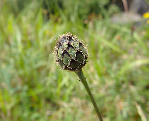 Greater knapweed -Centaurea scabiosa (flower yet to open) Fondry des Chiens, June 2016.
https://observations.be/locations/179145/photos/?species=2425&date_after=1996-07-07&date_before=2021-10-27  Belgium,Centaurea scabiosa,Geotagged,Greater Knapweed,Spring