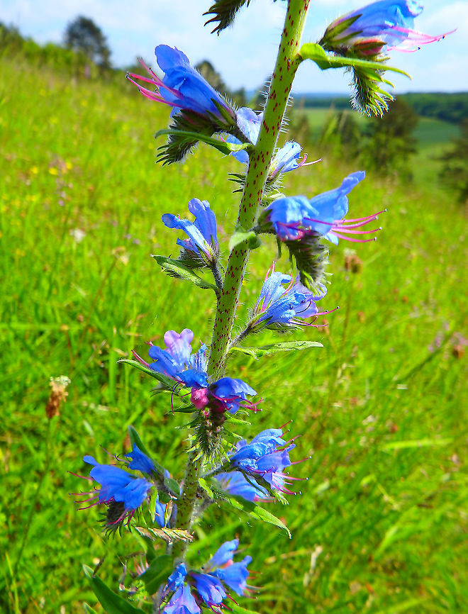 Vipers Bugloss - Echium vulgare Fondry des Chiens, June 2016.<br />
<a href="https://observations.be/locations/179145/photos/?species=6714&amp;date_after=1993-07-03&amp;date_before=2021-10-16" rel="nofollow">https://observations.be/locations/179145/photos/?species=6714&amp;date_after=1993-07-03&amp;date_before=2021-10-16</a> Belgium,Echium vulgare,Geotagged,Spring,Vipers Bugloss
