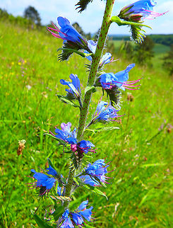 Vipers Bugloss - Echium vulgare Fondry des Chiens, June 2016.
https://observations.be/locations/179145/photos/?species=6714&date_after=1993-07-03&date_before=2021-10-16 Belgium,Echium vulgare,Geotagged,Spring,Vipers Bugloss