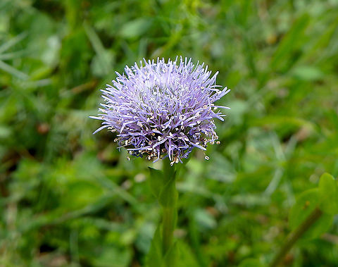 Common ball flower - Globularia bisnagarica Fondry des Chiens, June 2016.
https://observations.be/locations/179145/photos/?species=70097&date_after=1987-05-01&date_before=2021-09-30
G. vulgaris also found there. I need to look at the leaves next time to know for sure.
https://fr.m.wikipedia.org/wiki/Fichier:Globularia_vulgaris02.jpg

https://www.florealpes.com/comparaison.php?compar_code_1=globulariavulgaris&compar_code_2=globulaire&zoomph1=0&zoomph2=0#visiga Belgium,Common ball flower,Geotagged,Globularia bisnagarica,Globularia vulgaris,Spring