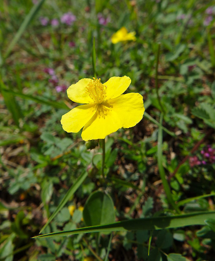 Common Rock-Rose - Helianthemum nummularium Fondry des Chiens, June 2016.<br />
<br />
<a href="https://observations.be/locations/179145/photos/?species=2552&amp;date_after=1986-08-02&amp;date_before=2021-11-22" rel="nofollow">https://observations.be/locations/179145/photos/?species=2552&amp;date_after=1986-08-02&amp;date_before=2021-11-22</a> Belgium,Common Rock-Rose,Geotagged,Helianthemum nummularium,Spring
