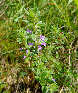 Basil thyme - Clinopodium acinos/Acinoa arvensis Fondry des Chiens, June 2016.
https://observations.be/locations/179145/photos/?species=2443&date_after=1996-07-07&date_before=2021-11-05 Acinos arvensis,Basil thyme,Belgium,Geotagged,Spring