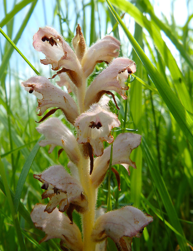 Orobanche wallflower/Bedstraw Broomrape - Orobanche caryophyllacea Fondry des Chiens, June 2016.<br />
<a href="https://observations.be/locations/179145/photos/?species=7128&amp;date_after=2014-05-29&amp;date_before=2021-06-19" rel="nofollow">https://observations.be/locations/179145/photos/?species=7128&amp;date_after=2014-05-29&amp;date_before=2021-06-19</a> Belgium,Geotagged,Orobanche caryophyllacea,Orobanche wallflower,Spring