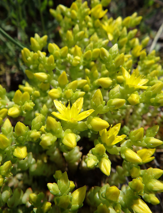 Goldmoss stonecrop - Sedum acre Fondry des Chiens, June 2016.<br />
<a href="https://observations.be/locations/179145/photos/?species=7436&amp;date_after=1996-07-07&amp;date_before=2021-09-11" rel="nofollow">https://observations.be/locations/179145/photos/?species=7436&amp;date_after=1996-07-07&amp;date_before=2021-09-11</a> Belgium,Geotagged,Goldmoss stonecrop,Sedum acre,Spring