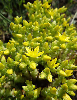 Goldmoss stonecrop - Sedum acre Fondry des Chiens, June 2016.
https://observations.be/locations/179145/photos/?species=7436&date_after=1996-07-07&date_before=2021-09-11 Belgium,Geotagged,Goldmoss stonecrop,Sedum acre,Spring