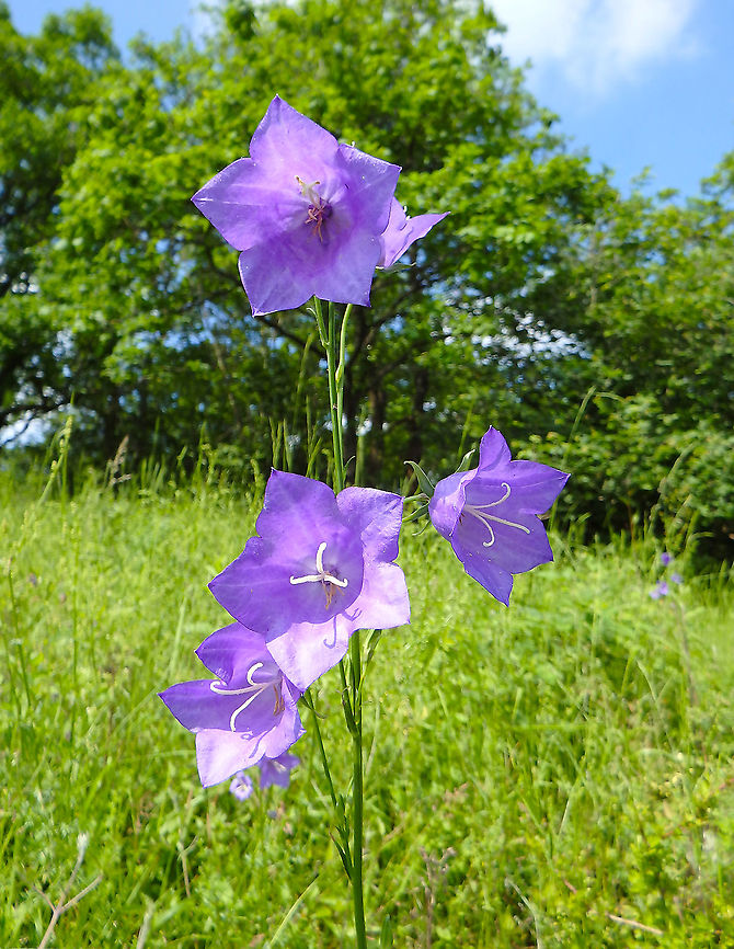 Harebell - Campanula rotundifolia Fondry des Chiens, June 2016.<br />
<a href="https://observations.be/locations/179145/photos/?species=6518&amp;date_after=2008-07-18&amp;date_before=2021-10-27" rel="nofollow">https://observations.be/locations/179145/photos/?species=6518&amp;date_after=2008-07-18&amp;date_before=2021-10-27</a> Belgium,Campanula rotundifolia,Geotagged,Harebell,Spring