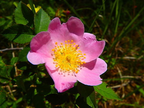 Apple Rose - Rosa villosa Fondry des Chiens, June 2016.
https://waarnemingen.be/locations/43937/observations/?species=70125&date_after=1996-07-07&date_before=1997-07-07
https://waarnemingen.be/locations/43937/species/ Belgium,Geotagged,Rosa villosa,Spring