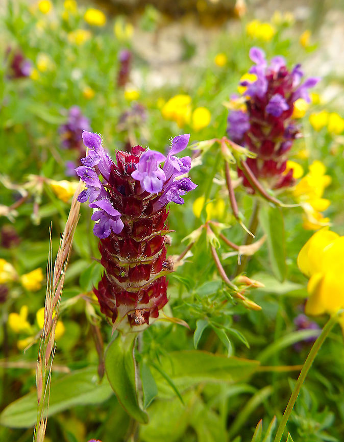 Common self-heal - Prunella vulgaris Blanc-Nez, France (July, 2016). Common self-heal,France,Geotagged,Prunella vulgaris,Summer