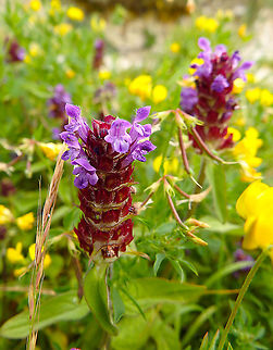 Common self-heal - Prunella vulgaris Blanc-Nez, France (July, 2016). Common self-heal,France,Geotagged,Prunella vulgaris,Summer