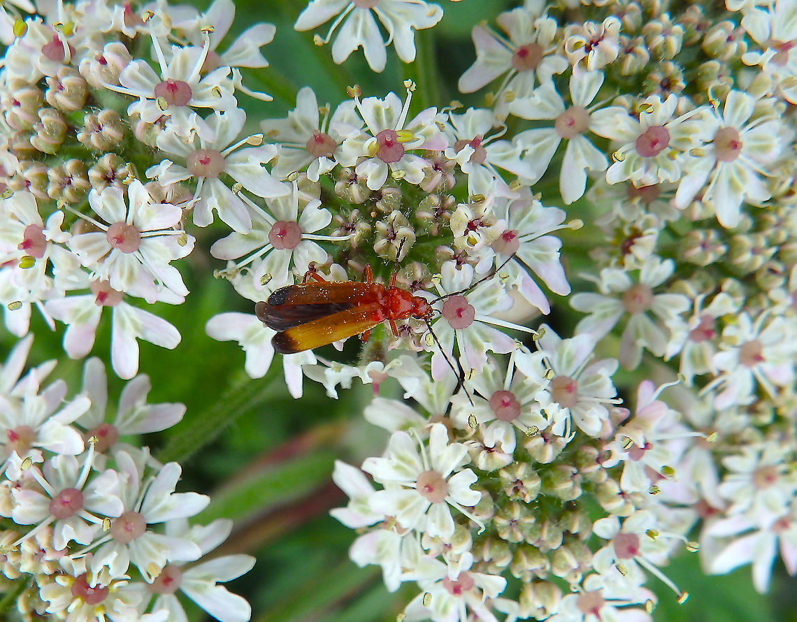 Common red soldier beetle - Rhagonycha fulva Blanc-Nez, France (July, 2016).  Common red soldier beetle,France,Geotagged,Rhagonycha fulva,Summer